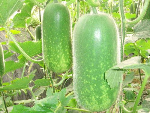 凉山吃瓜爆料视频大全,视频大全揭秘当地风土人情